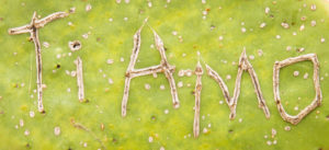 Sicily - Sunny impressions of the Aeolian Islands, also known as Aeolian Islands or Isole Eolie: Lipari, Stromboli, Salina, Vulcano, Panarea, Filicudi and Alicudi. Ti Amo, I love you carved in a cactus. Sicily - Sunny impressions of the Aeolian Islands, also known as Aeolian Islands or Isole Eolie: Lipari, Stromboli, Salina, Vulcano, Panarea, Filicudi and Alicudi. Ti Amo, I love you carved in a cactus.